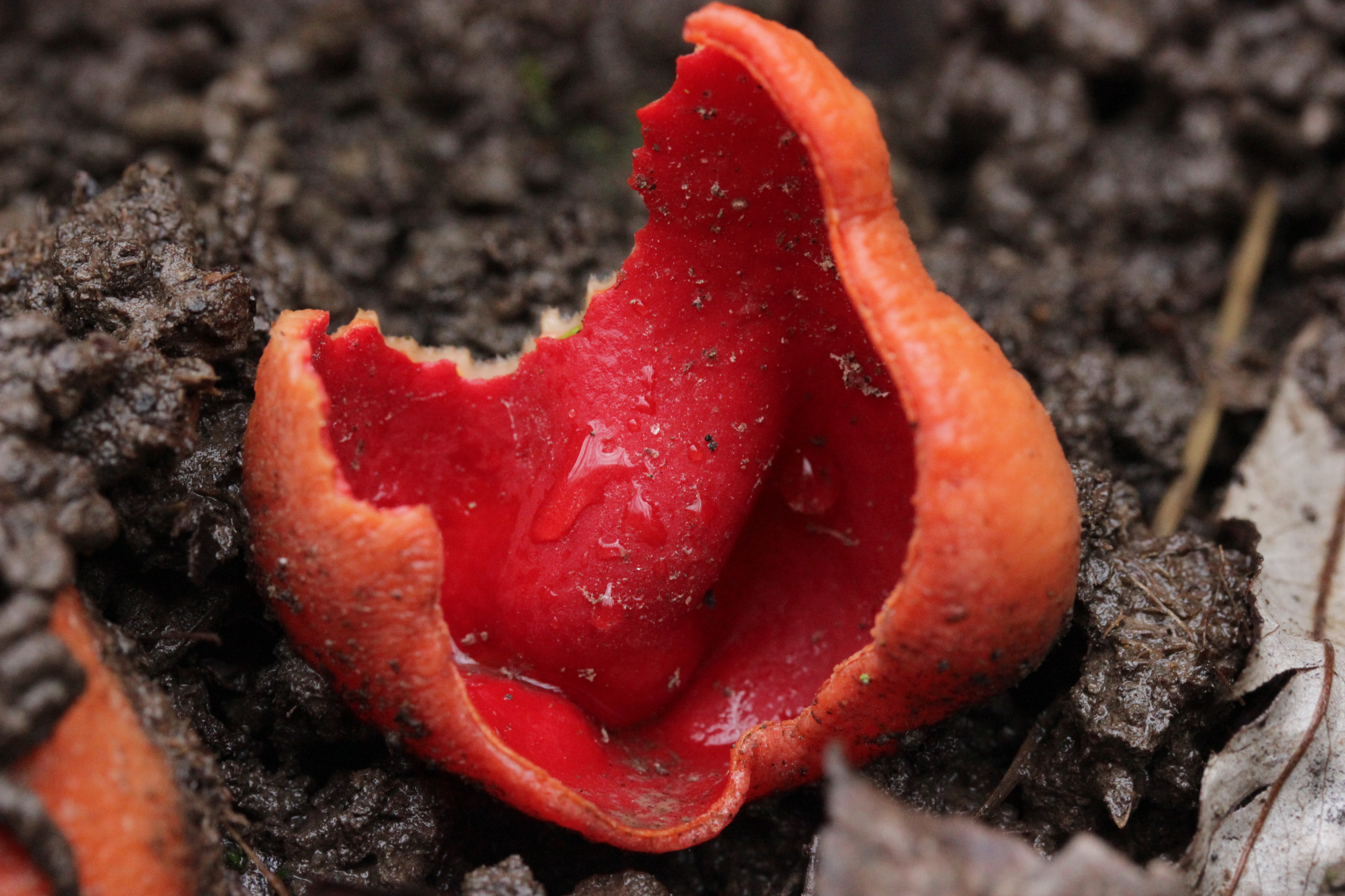 Саркоцифа. Саркосцифа. Саркосцифы. Чашечница Александрийская (Sarcoscypha coccinea).