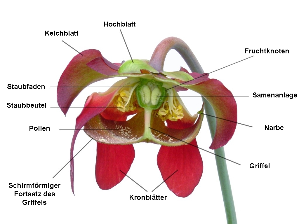 Sarracenia_Blüte_Deutsch.jpg