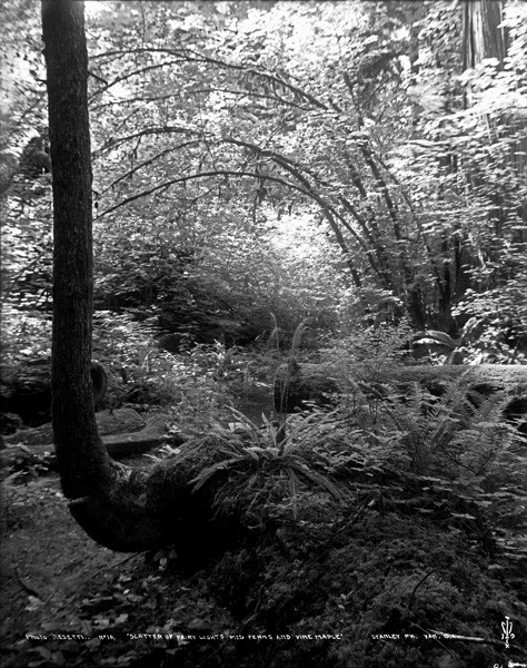 File:Scatter of Fairy Lights Mid Ferns and Vine Maple, Stanley Park, Vancouver, B.C..jpg