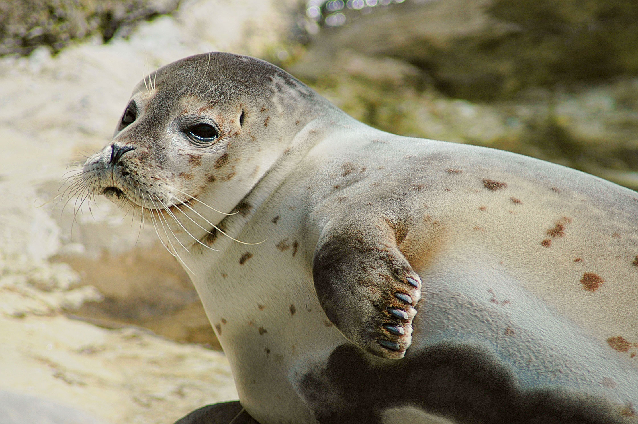 foca en la tierra con postura de lado y levantando una aleta,solo se ve media foca