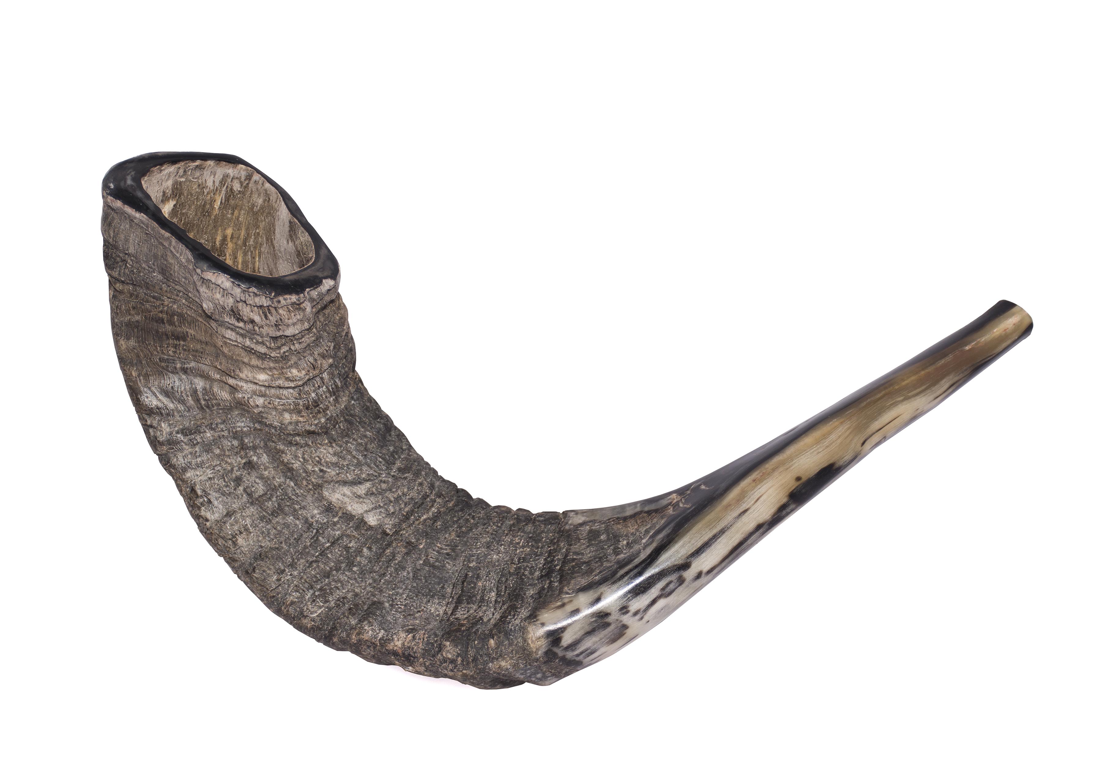 Kosher Ram Shofar Horn from Israel 12”-14 Traditional Half Polished Ram Shofar Smooth Mouthpiece for Easy Blowing Clear Sound Shofar Holy Land Easy Blowing Ancient Jewish Musical Instrument 