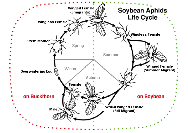 File:Soybeanaphidlifecycle.gif - Wikimedia Commons