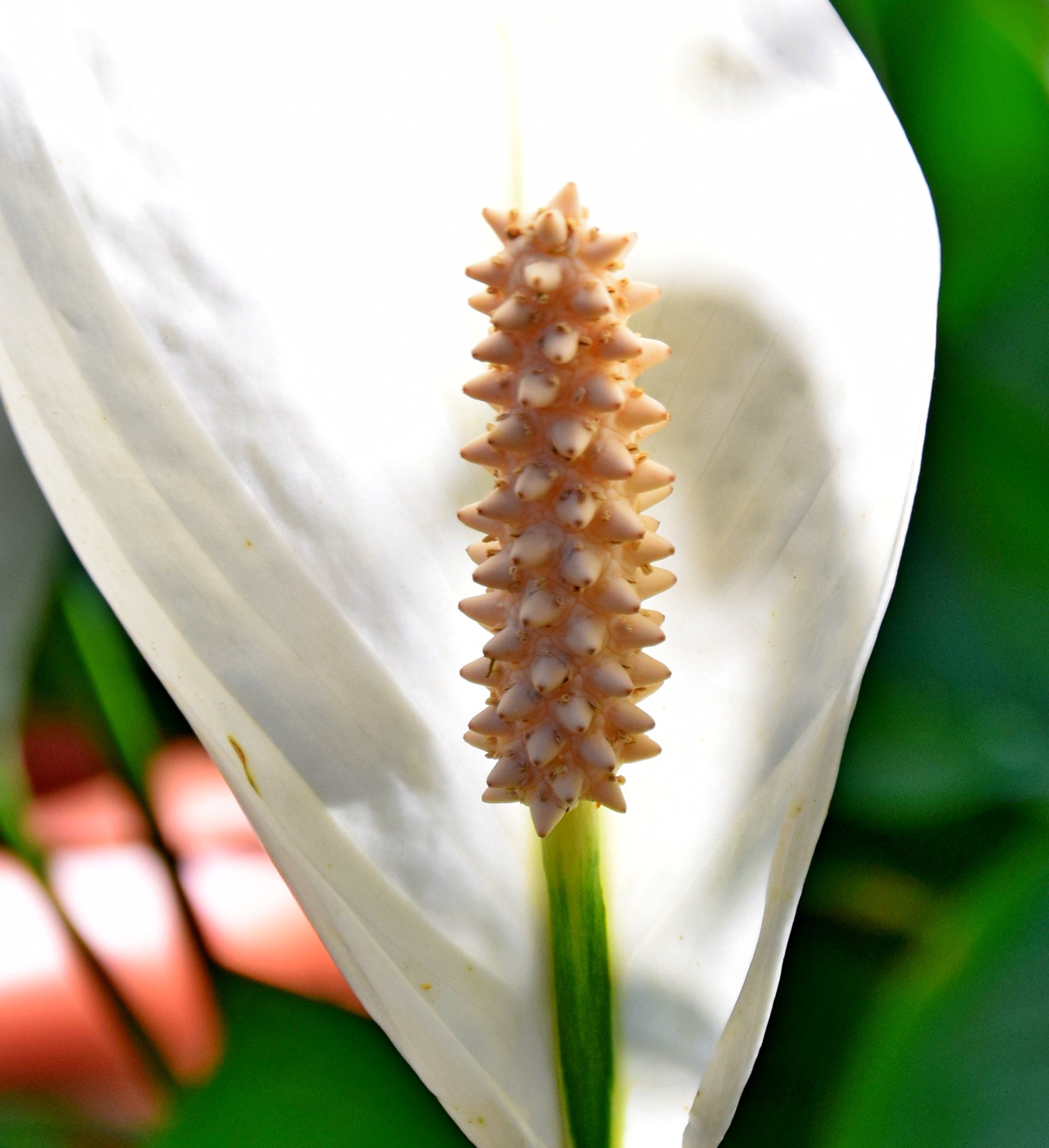 Спатифиллум семена из цветка фото пошагово