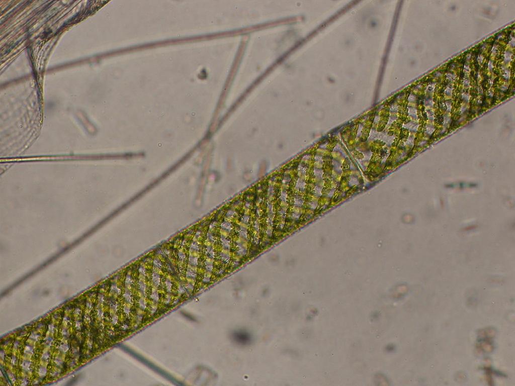 Спирогира низшее. Spirogyra SP. Спирогира водоросль. Спирогира гербарий. Спирогира ткань.