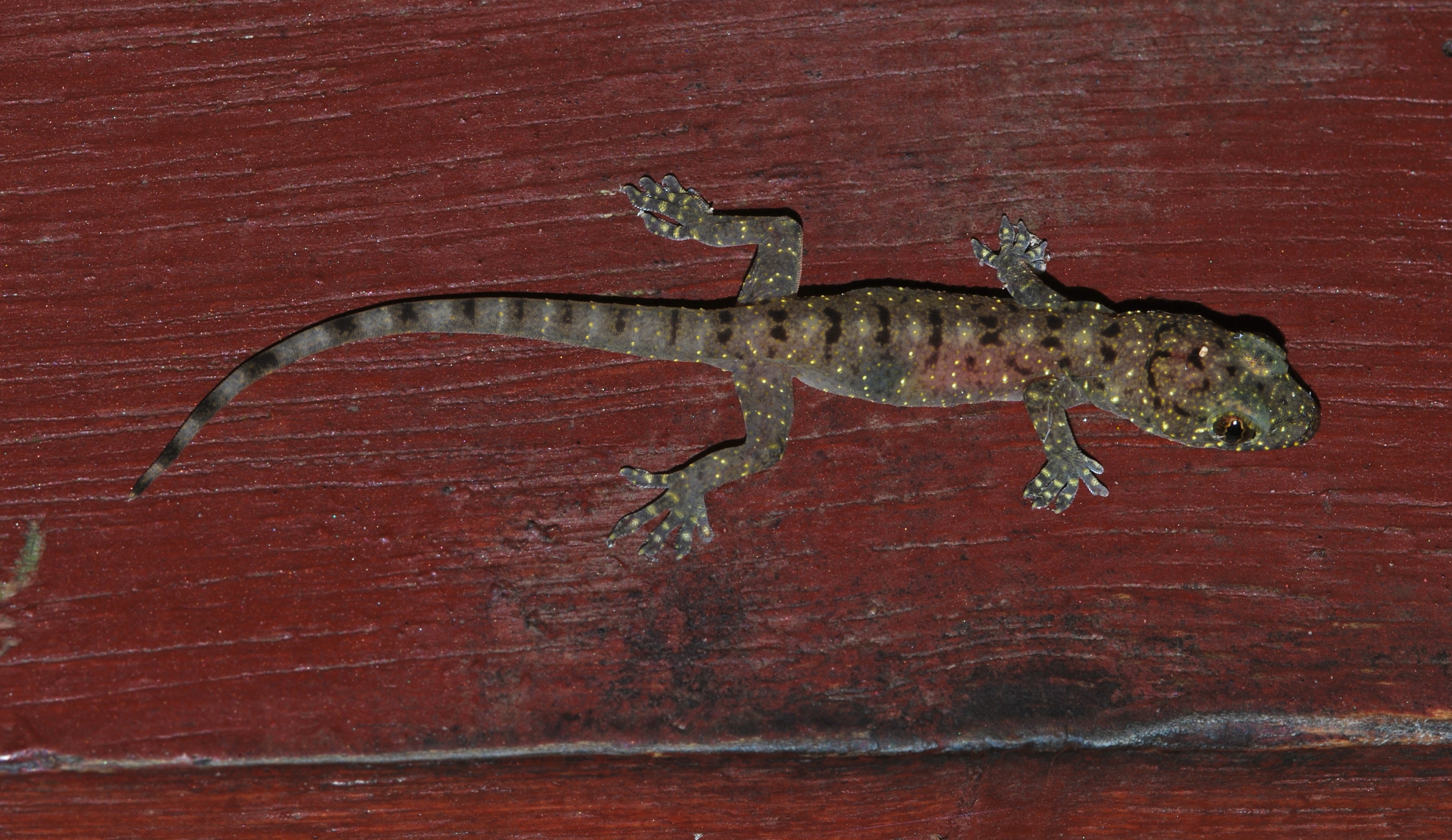 Геккон клуб. Gekko monarchus. Геккон на стене. Коллектор геккон 10 выходов. Геккон снегоходы.