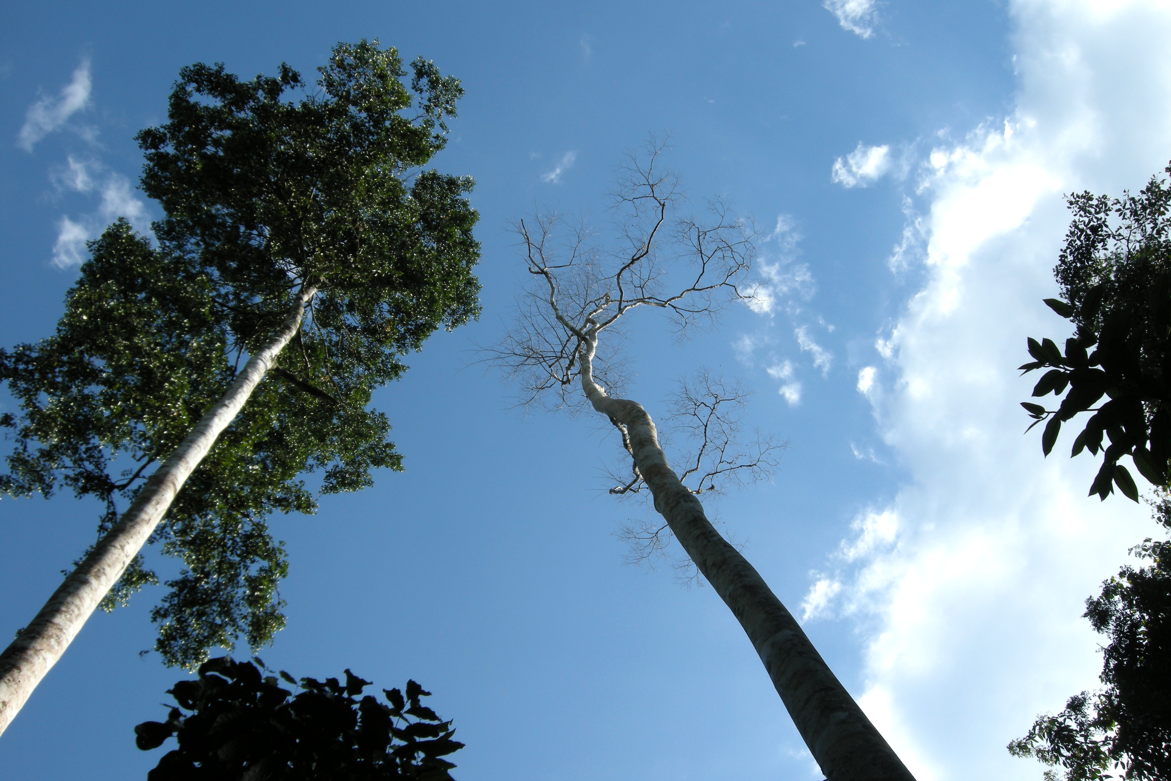 Дерево высшего сорта. Таман Негара Малайзия. Дерево Tamanu Tree. Высокие деревья. Длинные высокие деревья.