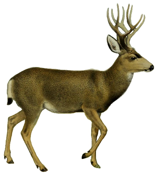 deer png