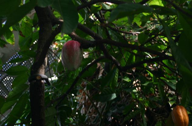 File:Theobroma-cacao.JPG