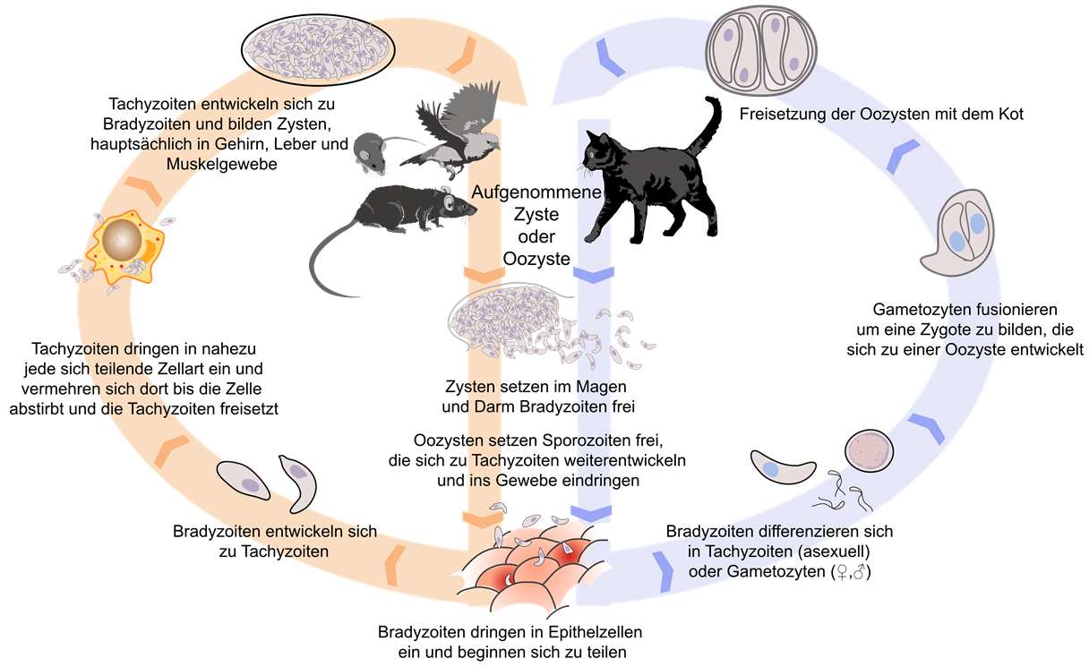 Toxoplasma