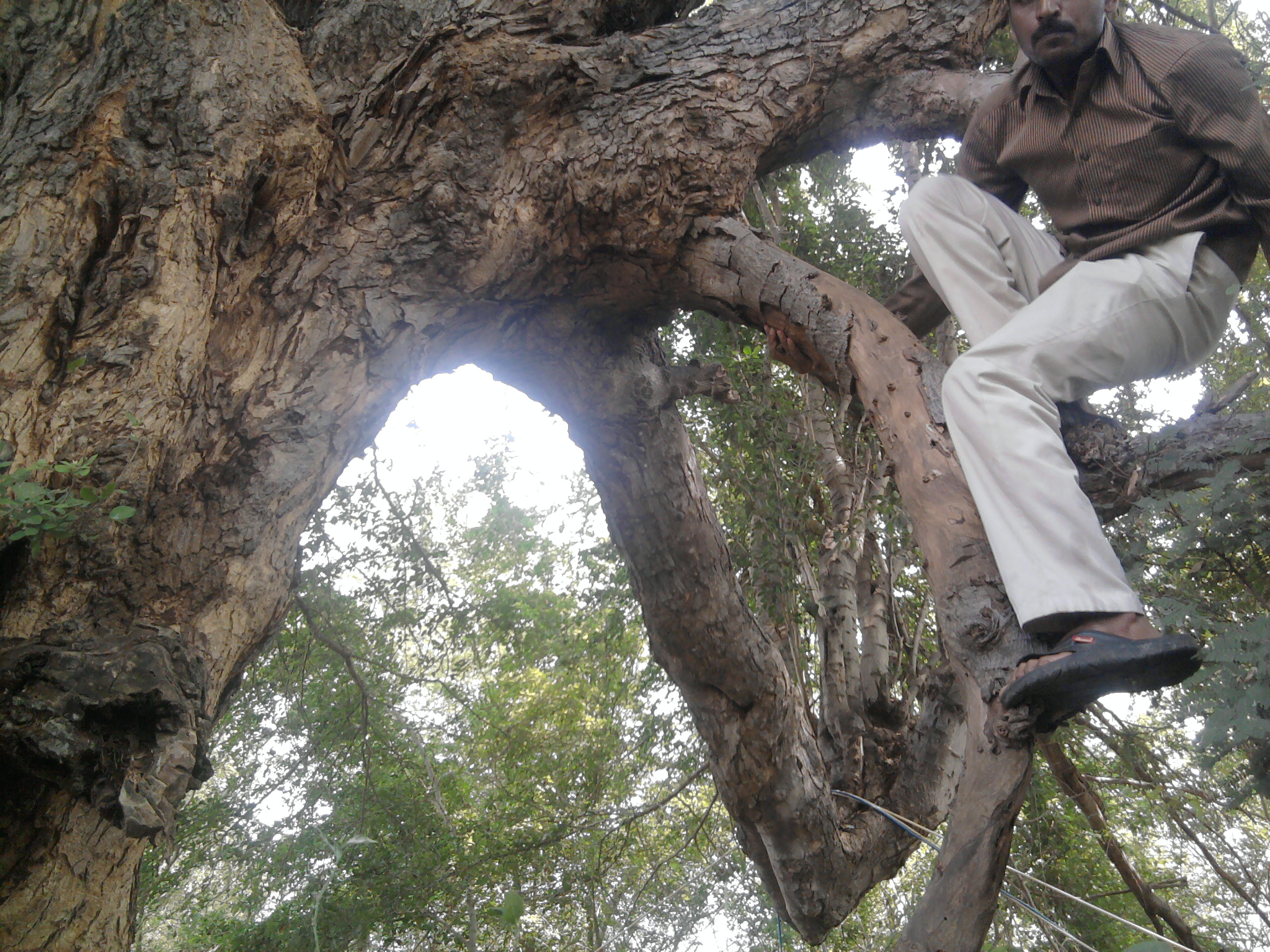 Tree Climbing. Climb a Tree. Climbing Tree Hijal Quest.