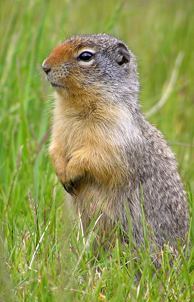 File:Urocitellus columbianus Alberta Martybugs.jpg