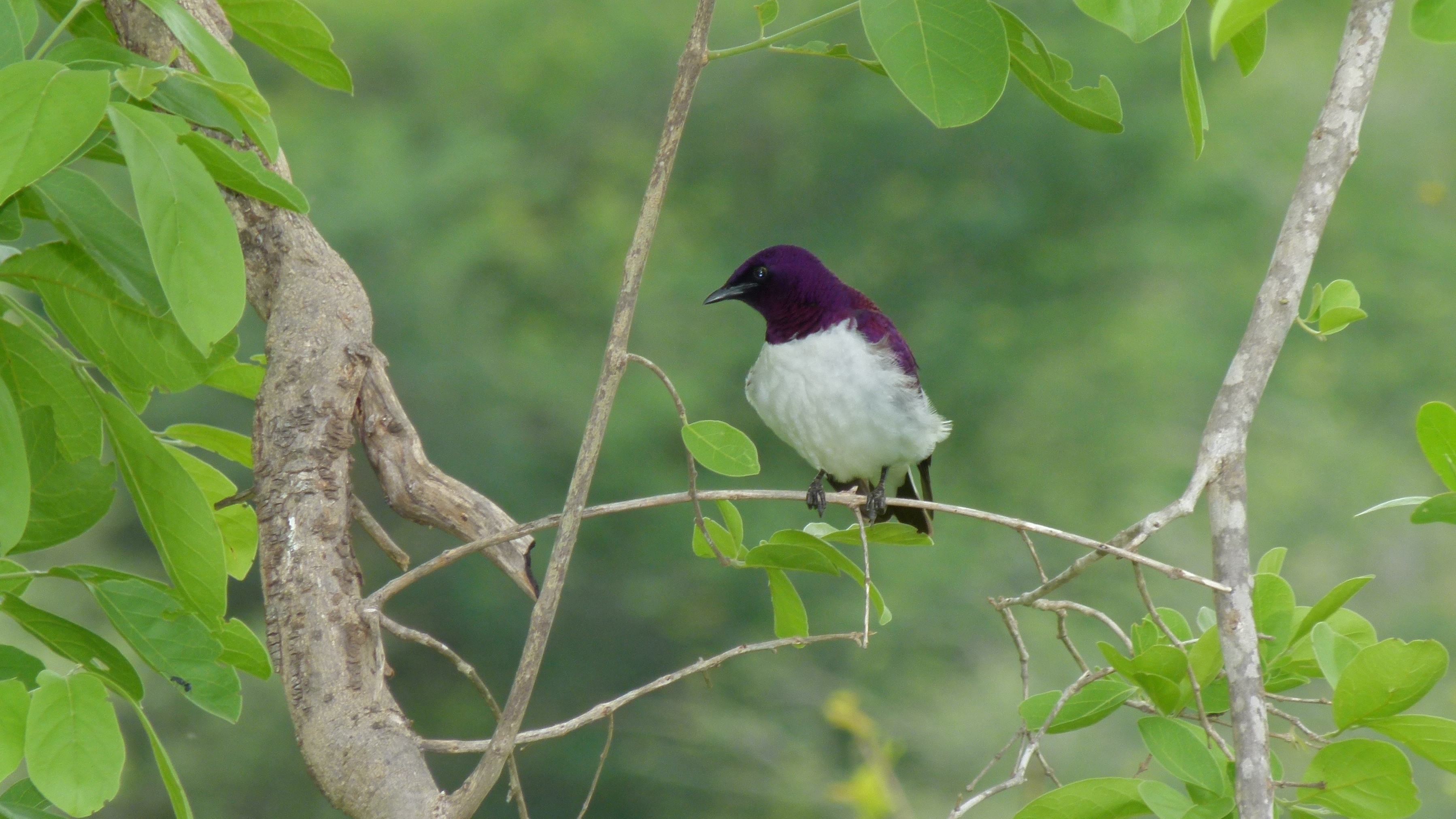 Shining bird