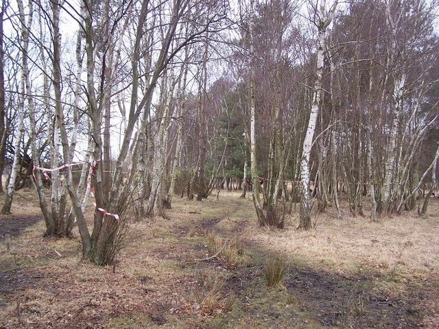 Emer Bog and Baddesley Common