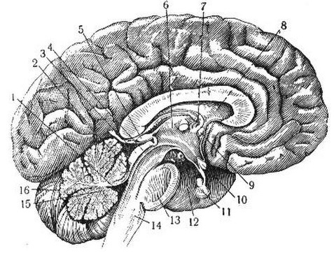 Мозг 4 5