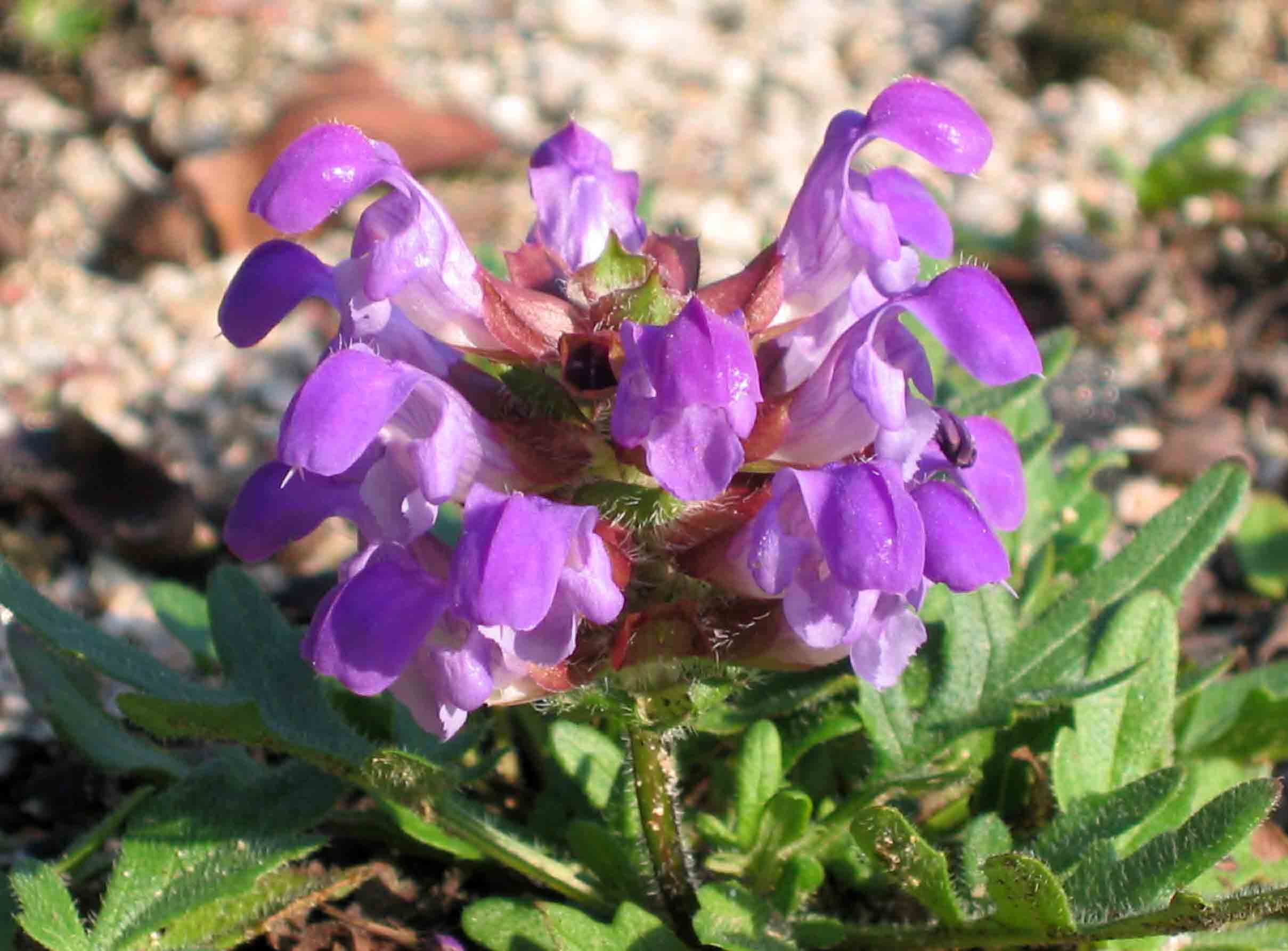 File 大花夏枯草 Prunella Grandiflora 日本姬路公園 Himeji Japan Jpg Wikimedia Commons