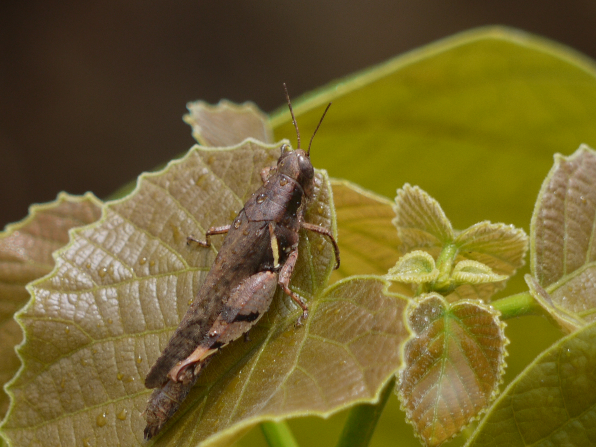 Grasshopper перевод узбекский