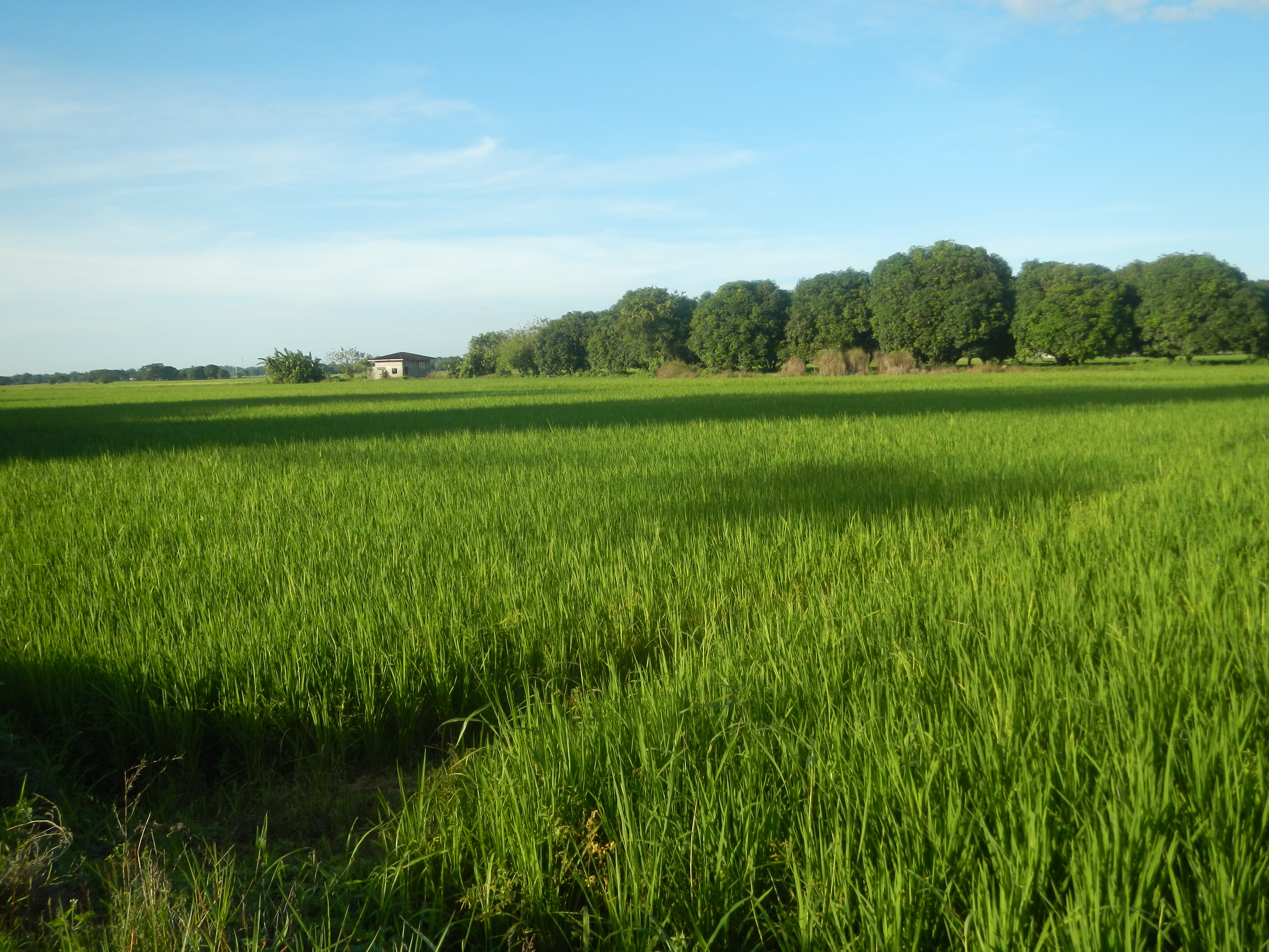 X field. Paddy field.