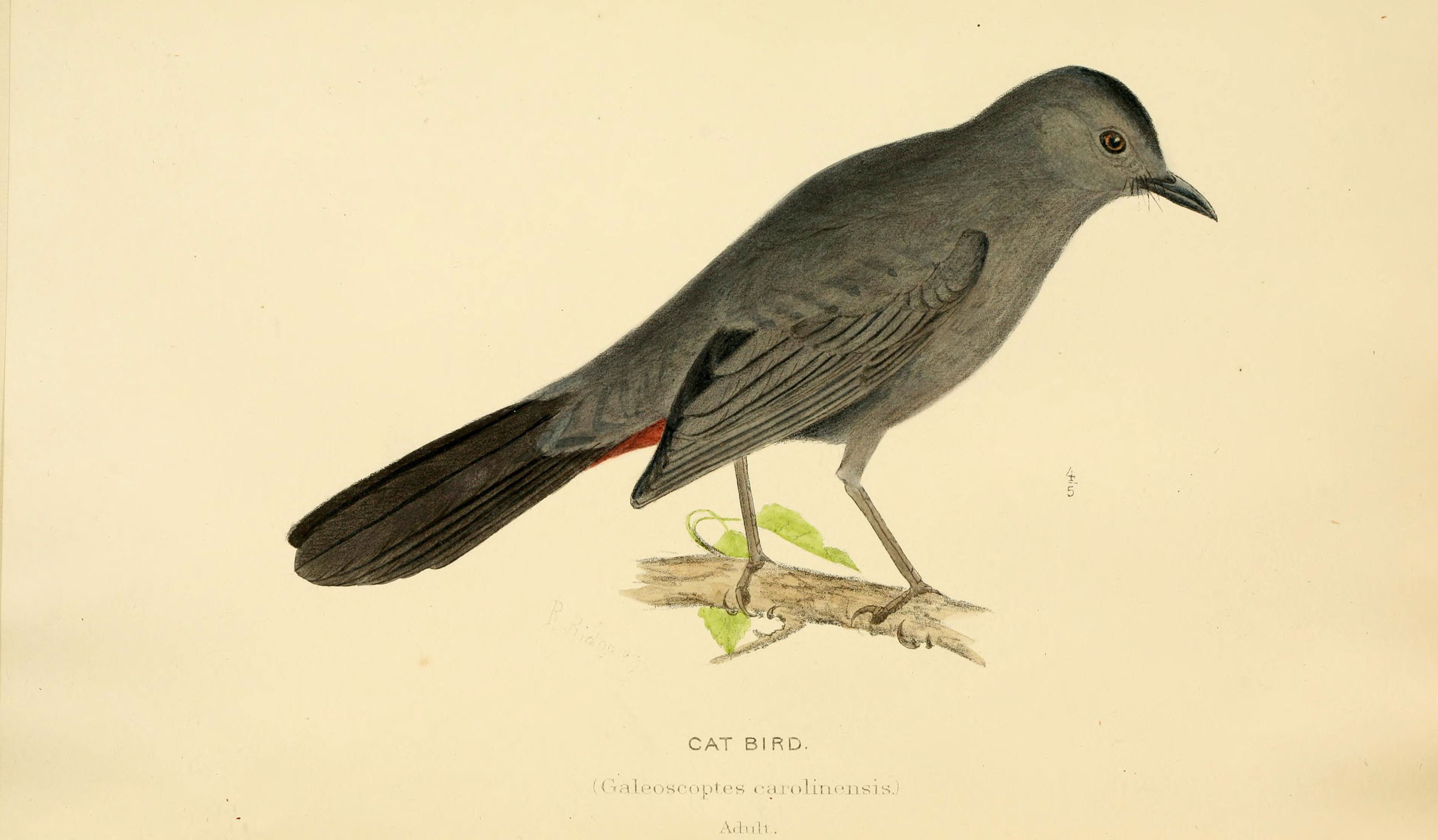 American birds. Птицы на Оке. Птица Ока. Dumetella carolinensis.