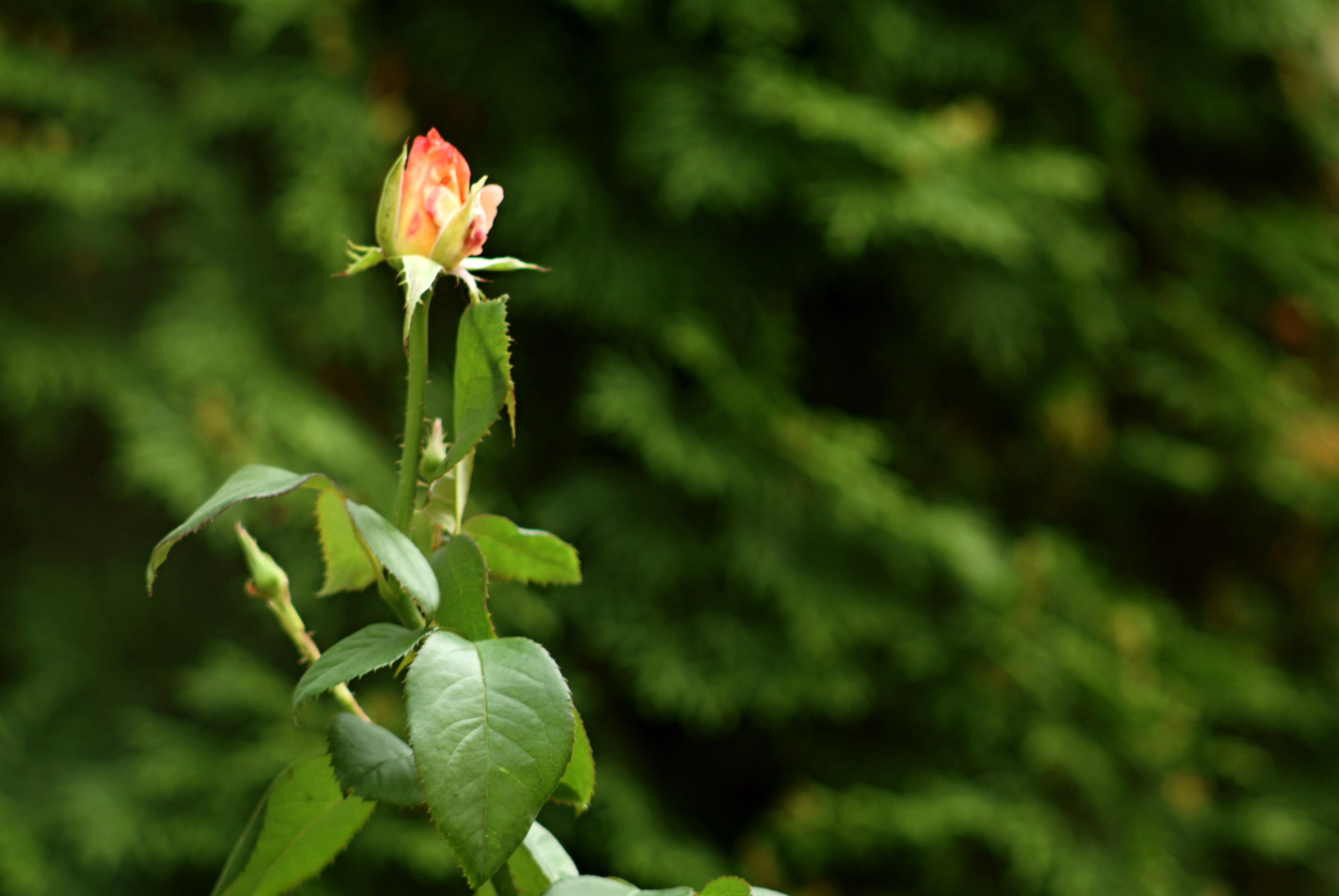 File:A rose on green background (1).JPG - Wikimedia Commons