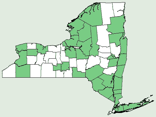 File:Acorus americanus NY-dist-map.png