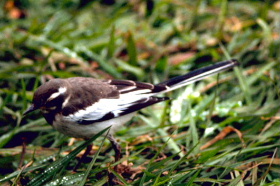 File:Africanpiedwagtail45.jpg