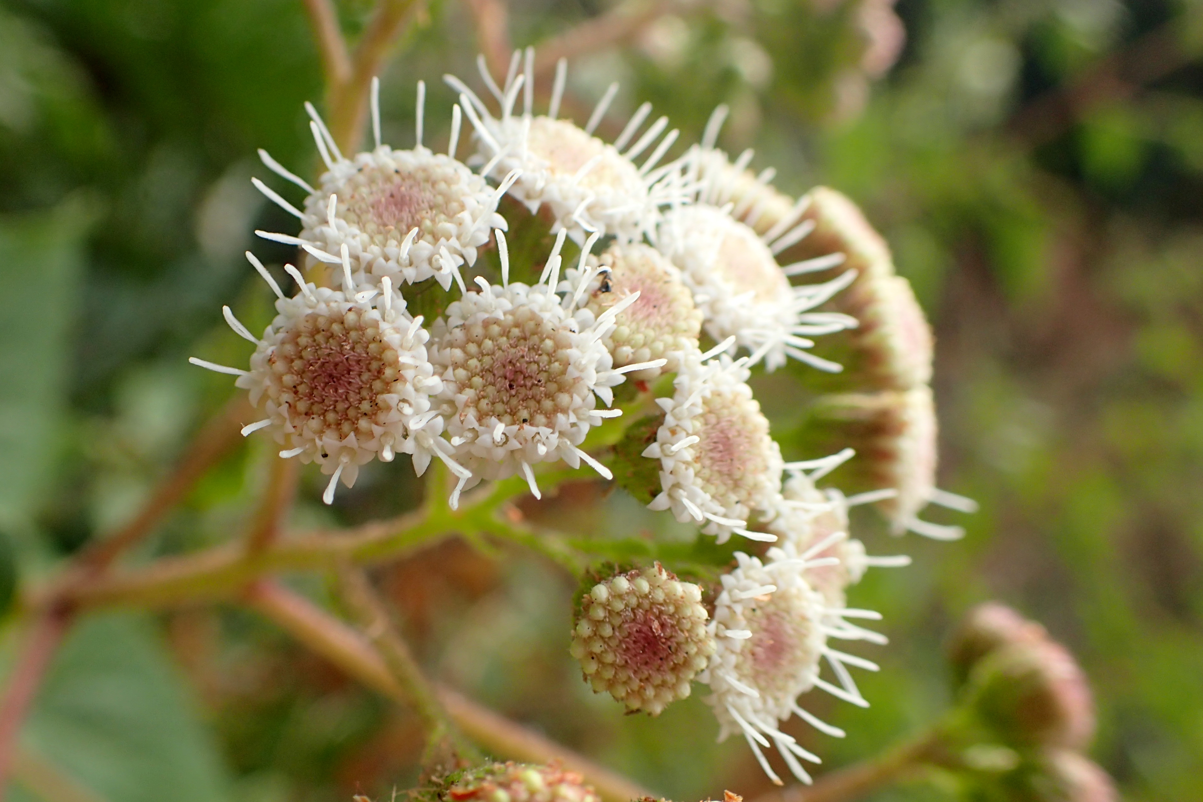 Resultado de imagen de Ageratina adenophora