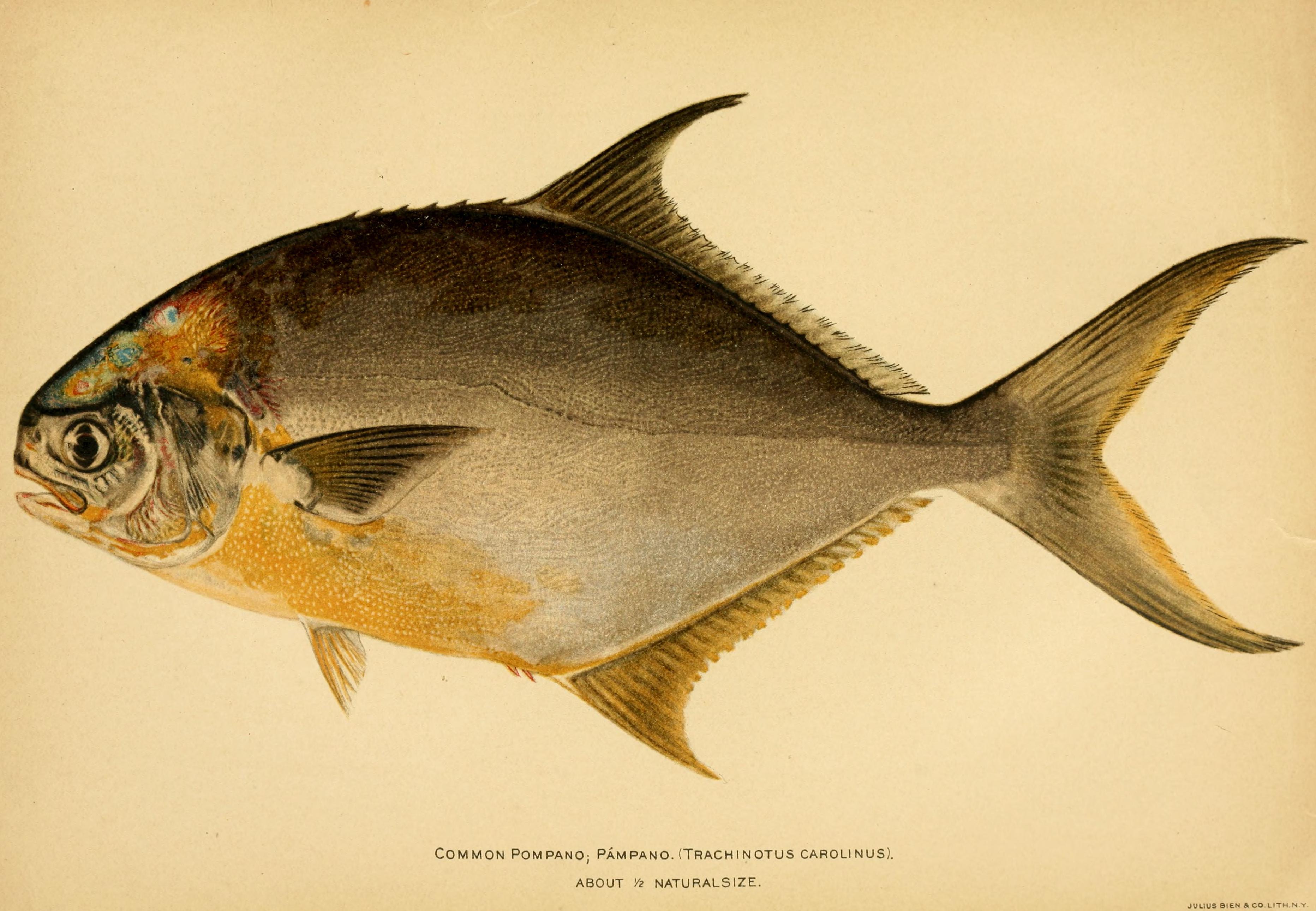 Florida pompano - Wikipedia