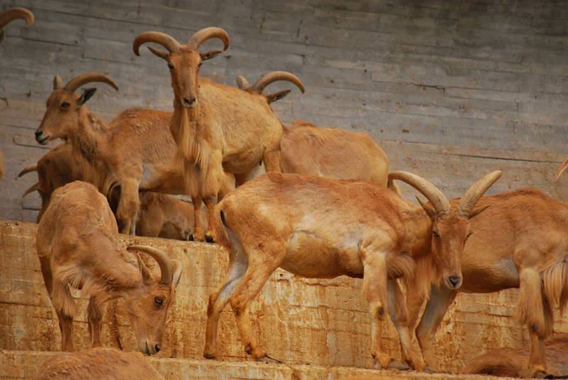 Se puede llevar comida al zoo madrid