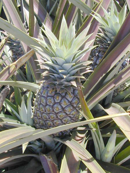 Ananas - Wikipedia