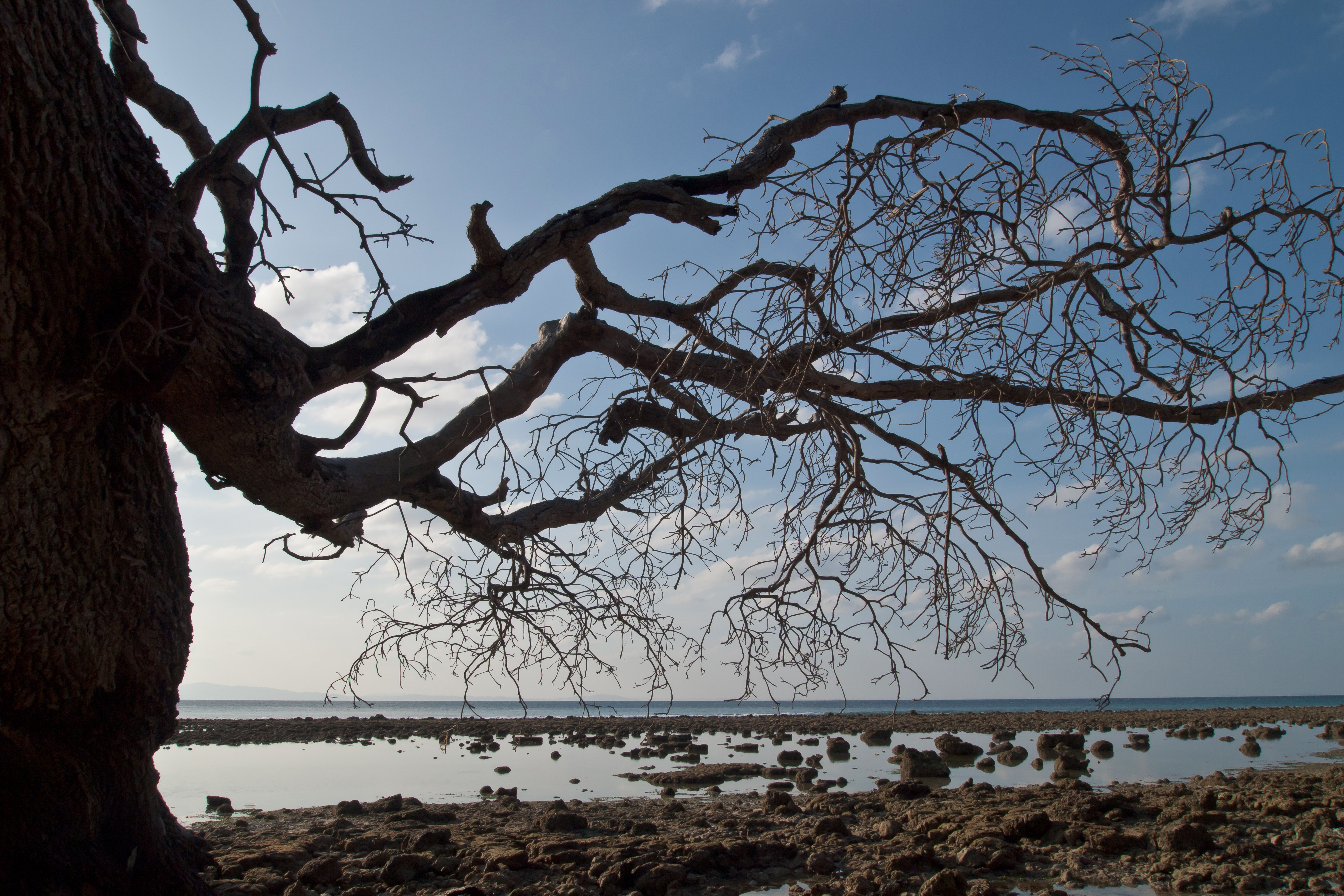 Island setting. Neil Island Trees Andaman.