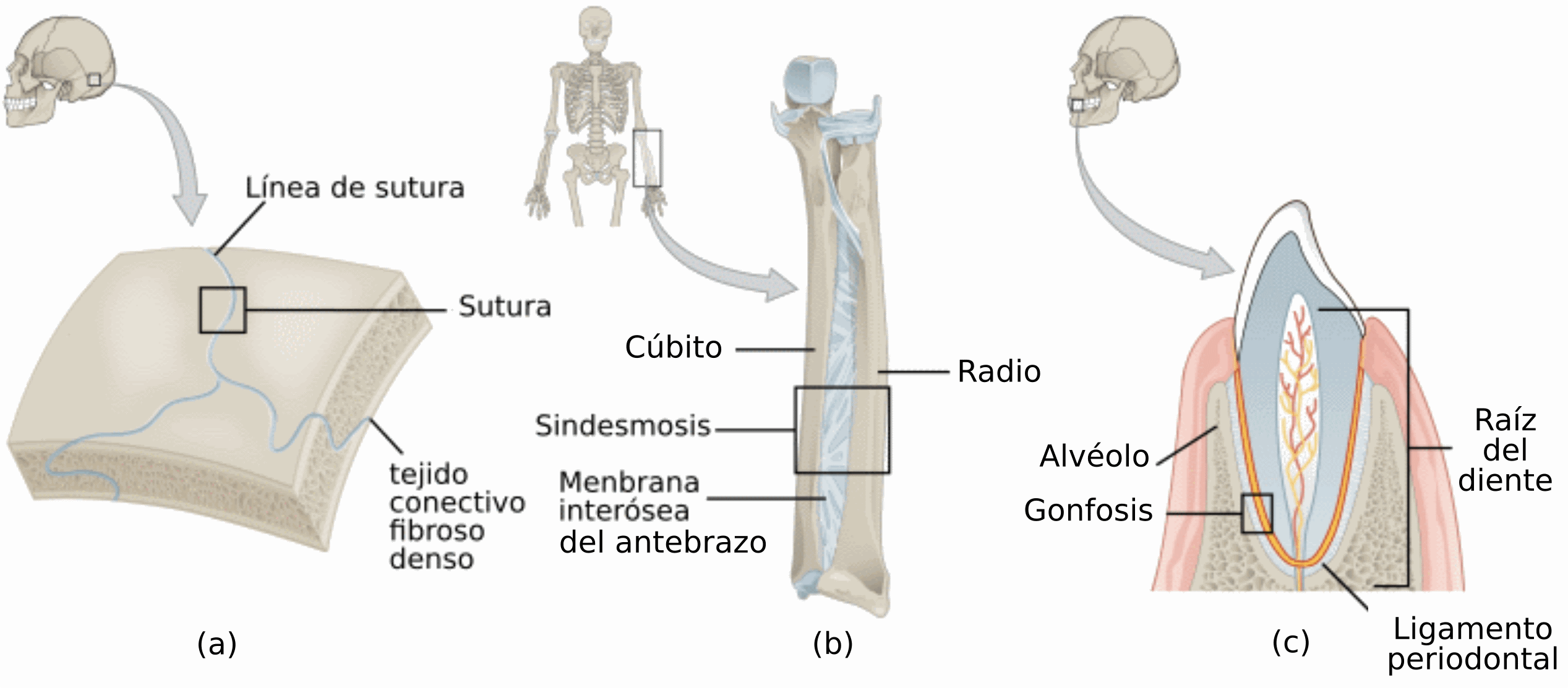 dibujo continuo de una línea de imagen de esqueleto humano, útil