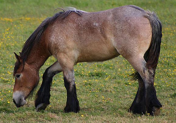 File:Belgisk hest-2.jpg