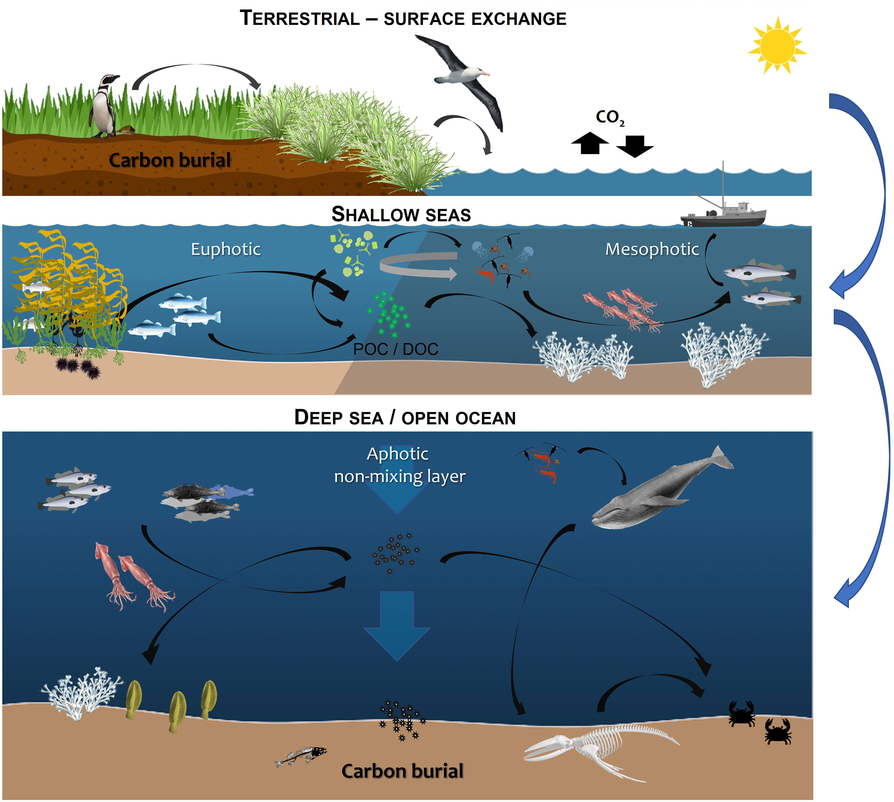 Seagrasses store more blue carbon than previously thought