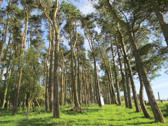 File:Bridleway between Greenhaugh and Fenwickfield (2) - geograph.org.uk - 3083516.jpg