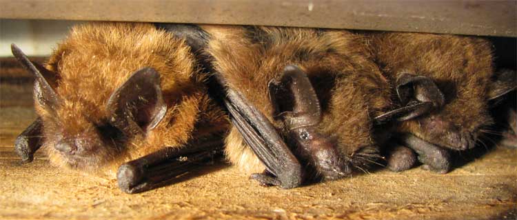 File:Brown bats.jpg