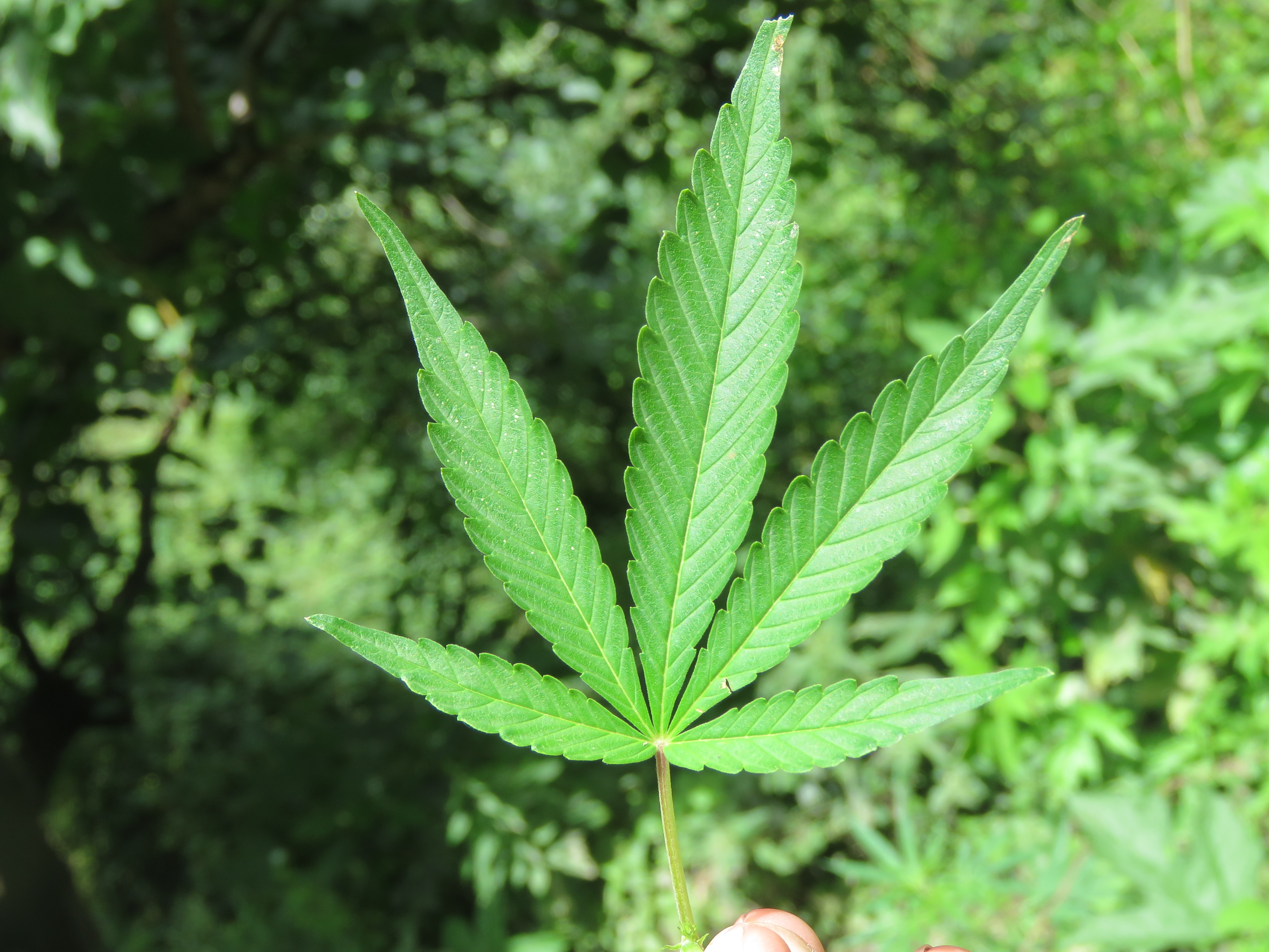 File:Cannabis sativa on way from Gangria to Govindghat at Valley of Flowers  National Park - during LGFC - VOF 2019 (7).jpg - Wikimedia Commons