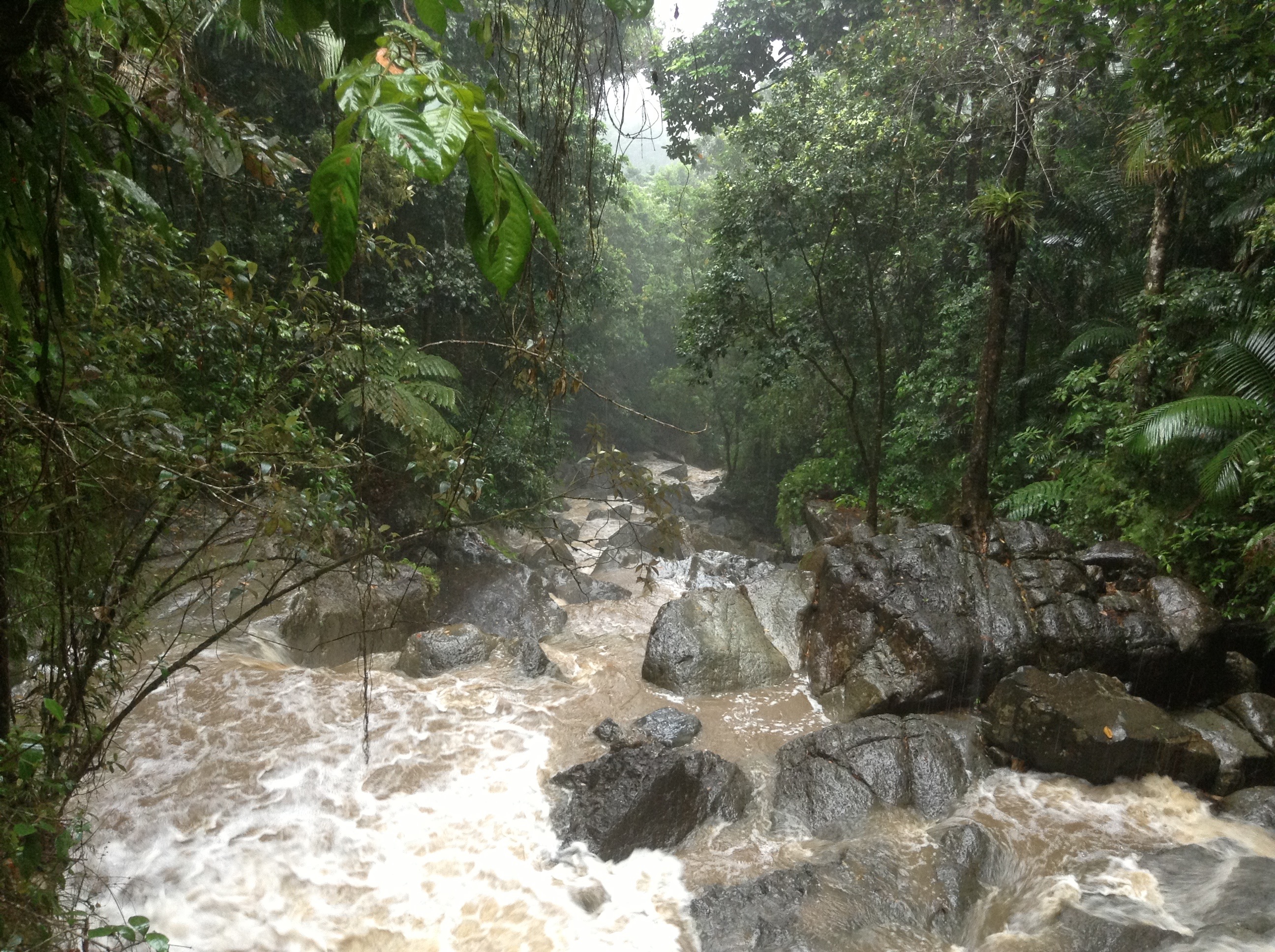 Cosas que hacer en el Bosque Nacional de El Yunque 4