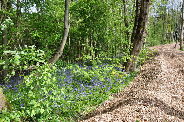 File:Coed Arthur - Llancarfan - geograph.org.uk - 1297552.jpg