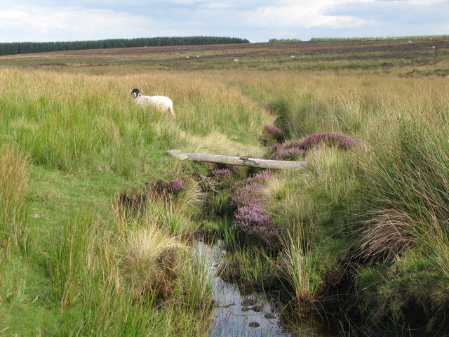 File:Coldcoats Sike - geograph.org.uk - 548827.jpg