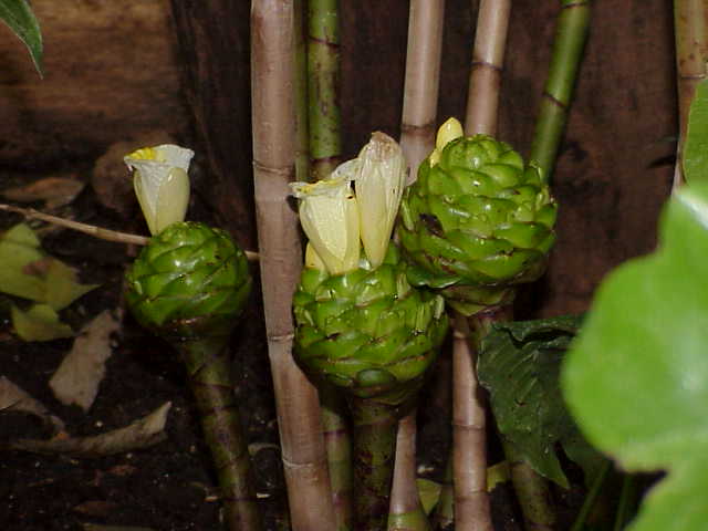 File:Costus deistellii1.jpg