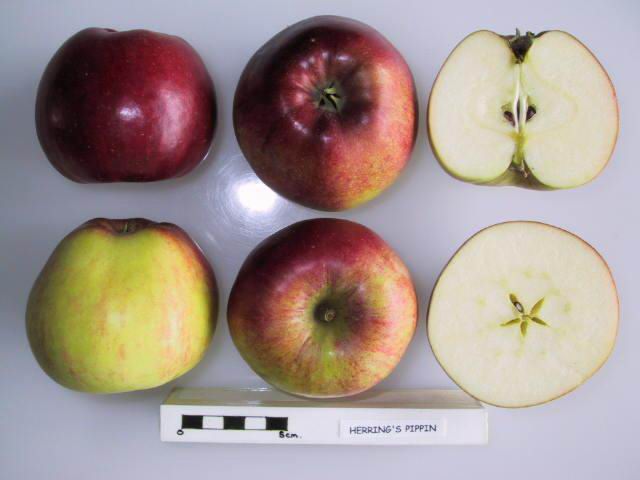 File:Cross section of Herring's Pippin, National Fruit Collection (acc. 1921-011).jpg