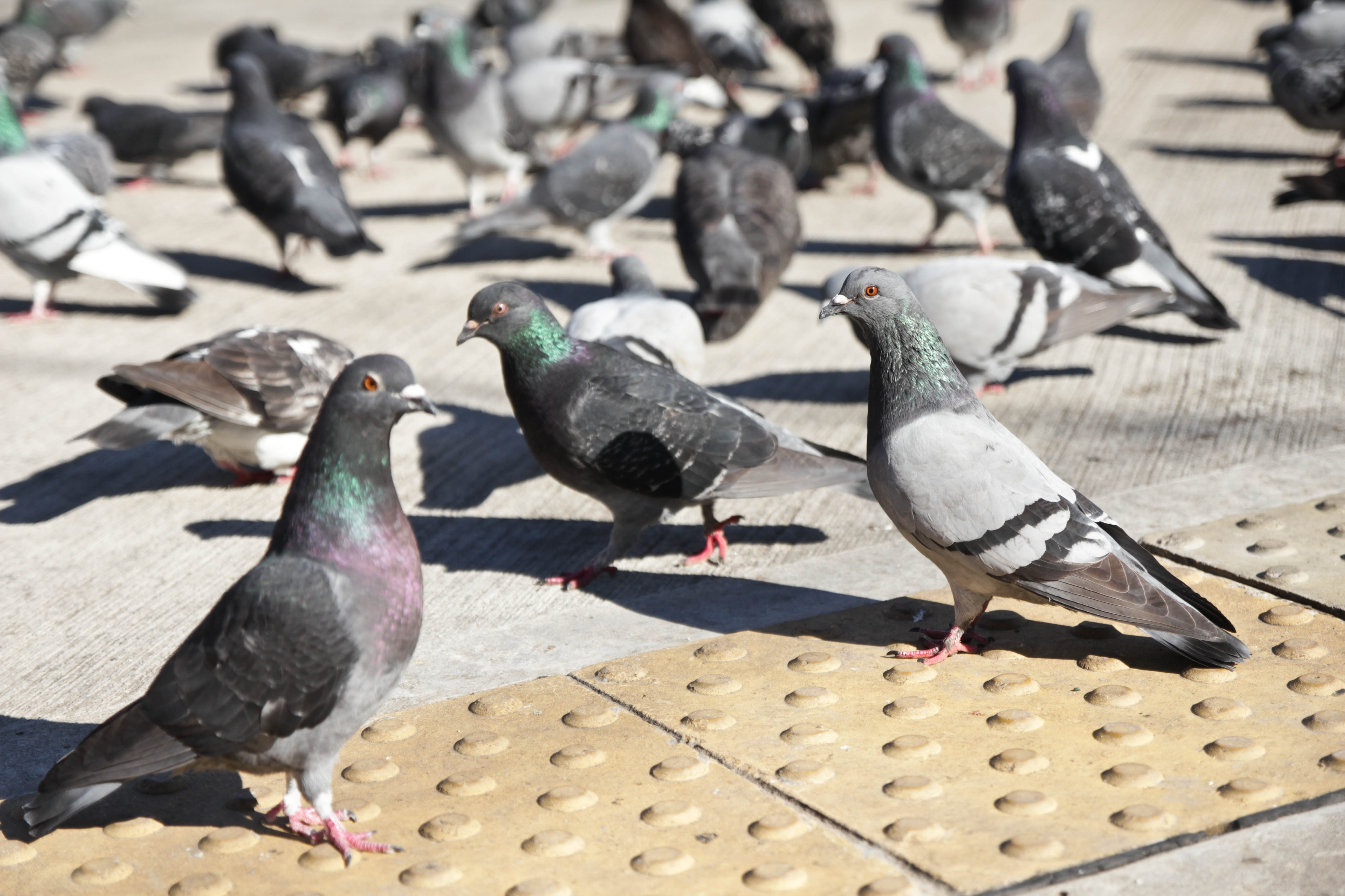 Qué comen las palomas