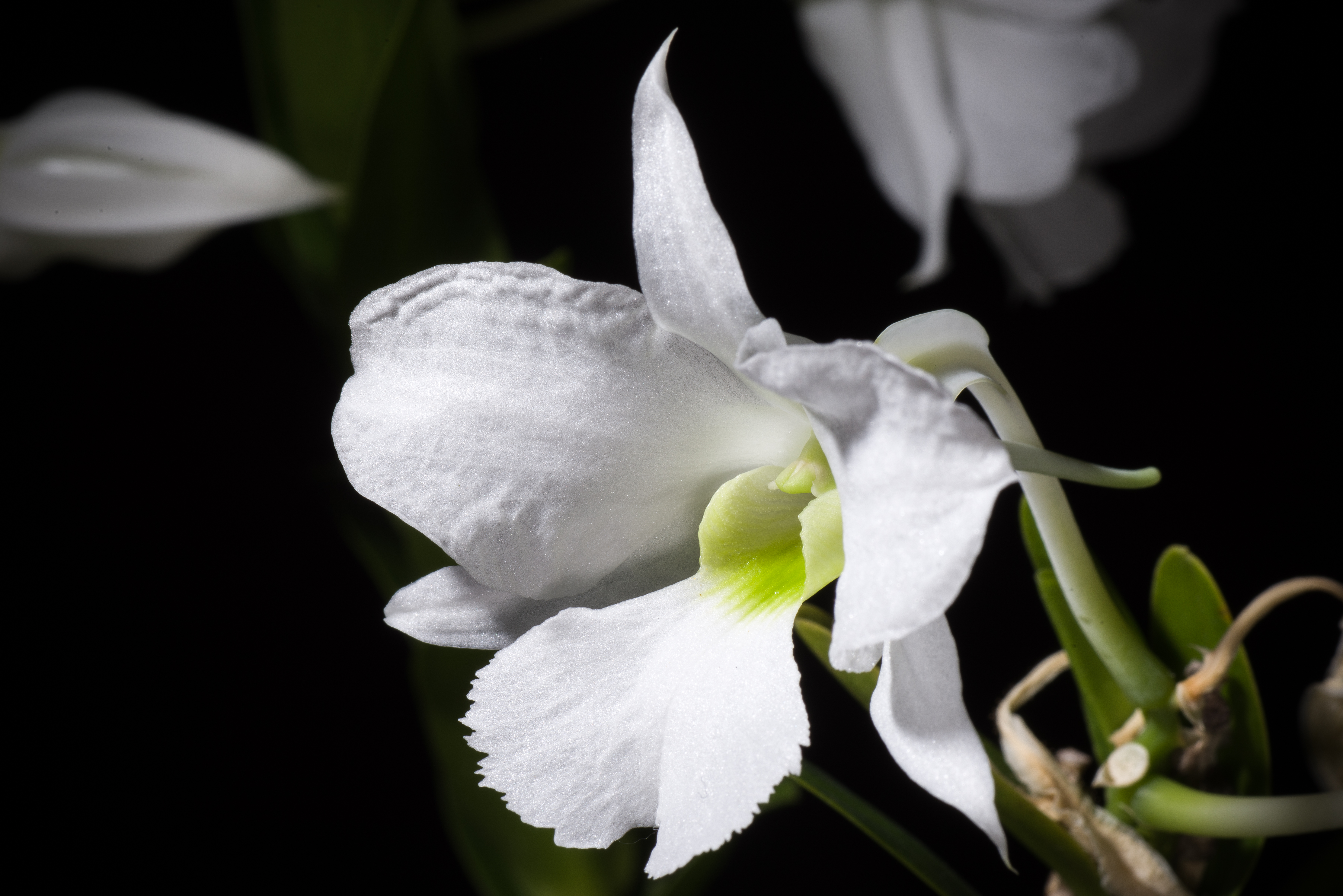 Como cuidar una orquídea blanca