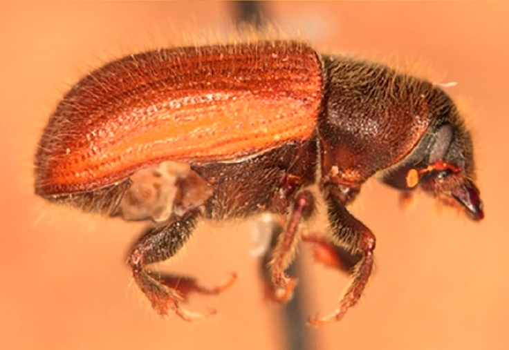 File:Dendroctonus murrayanae f11060656 2c.jpg