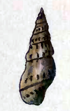 <i>Drillia corusca</i> Species of gastropod