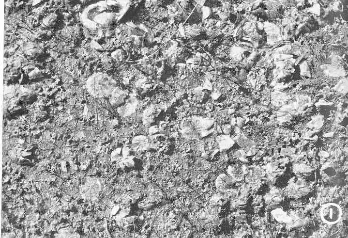 File:FMIB 49843 Surface of an untreated fender pile from wharf of Mountain Copper Company, Martinez, California, pulled November 11, 1920.jpeg