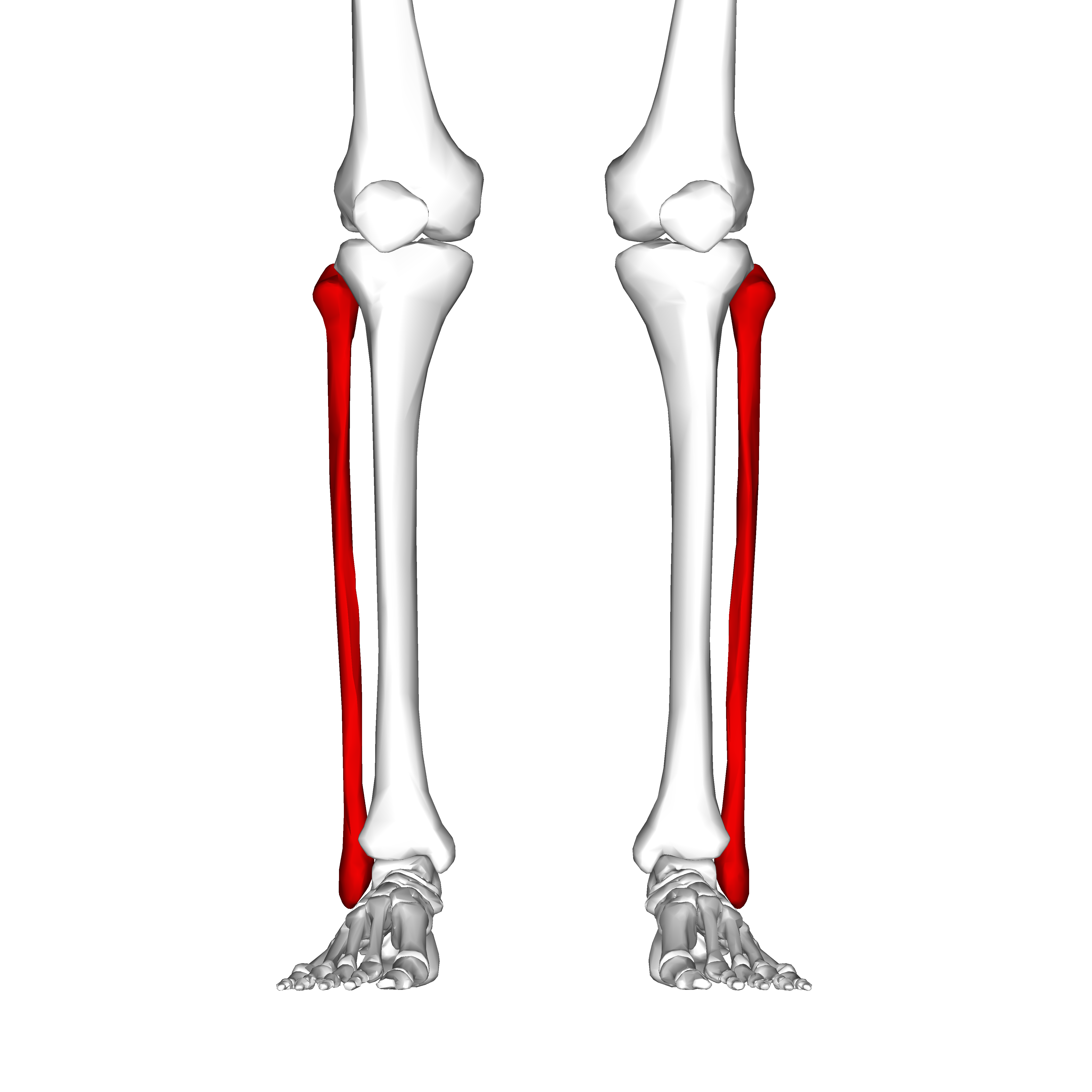 Удобная кость. Малоберцовая кость (Fibula). Кости малоберцовая кость. Берцовая и малоберцовая кость. Малоберцовая кость перелом анатомия.