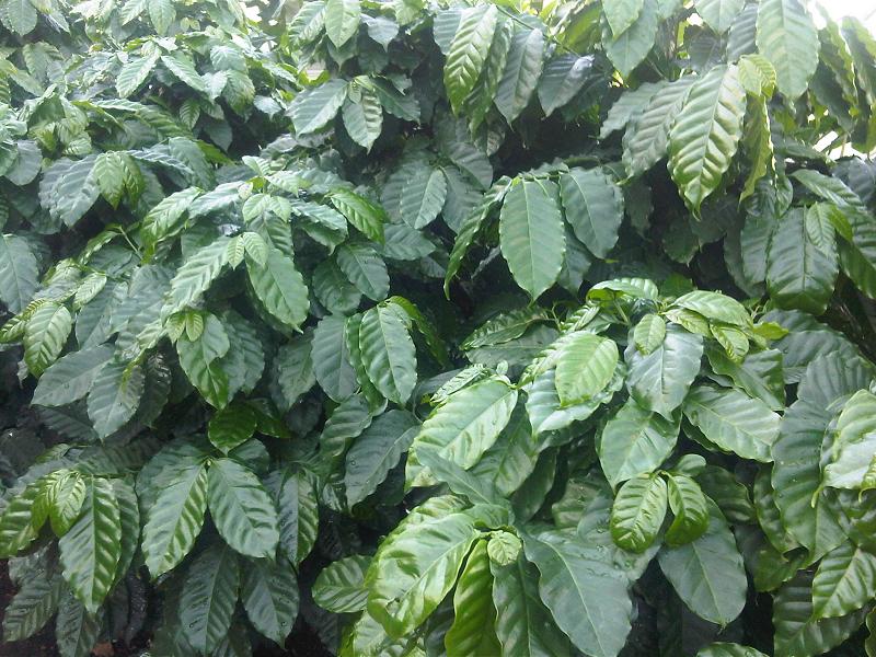 File:Gentianales - Coffea sp. - 1.jpg