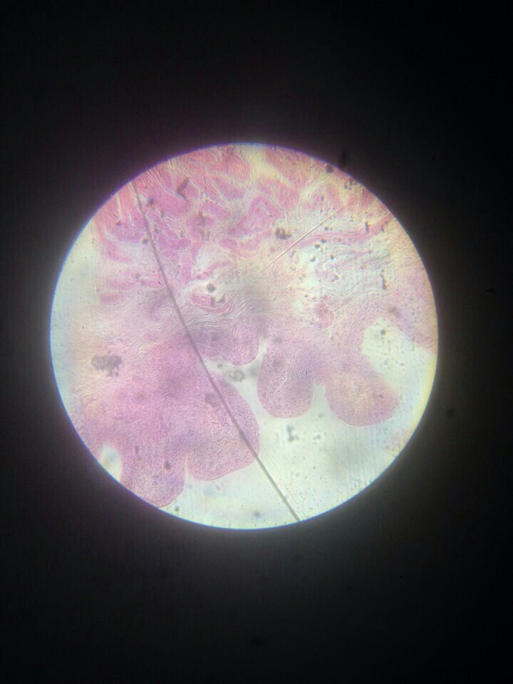 glandular epithelium tissue