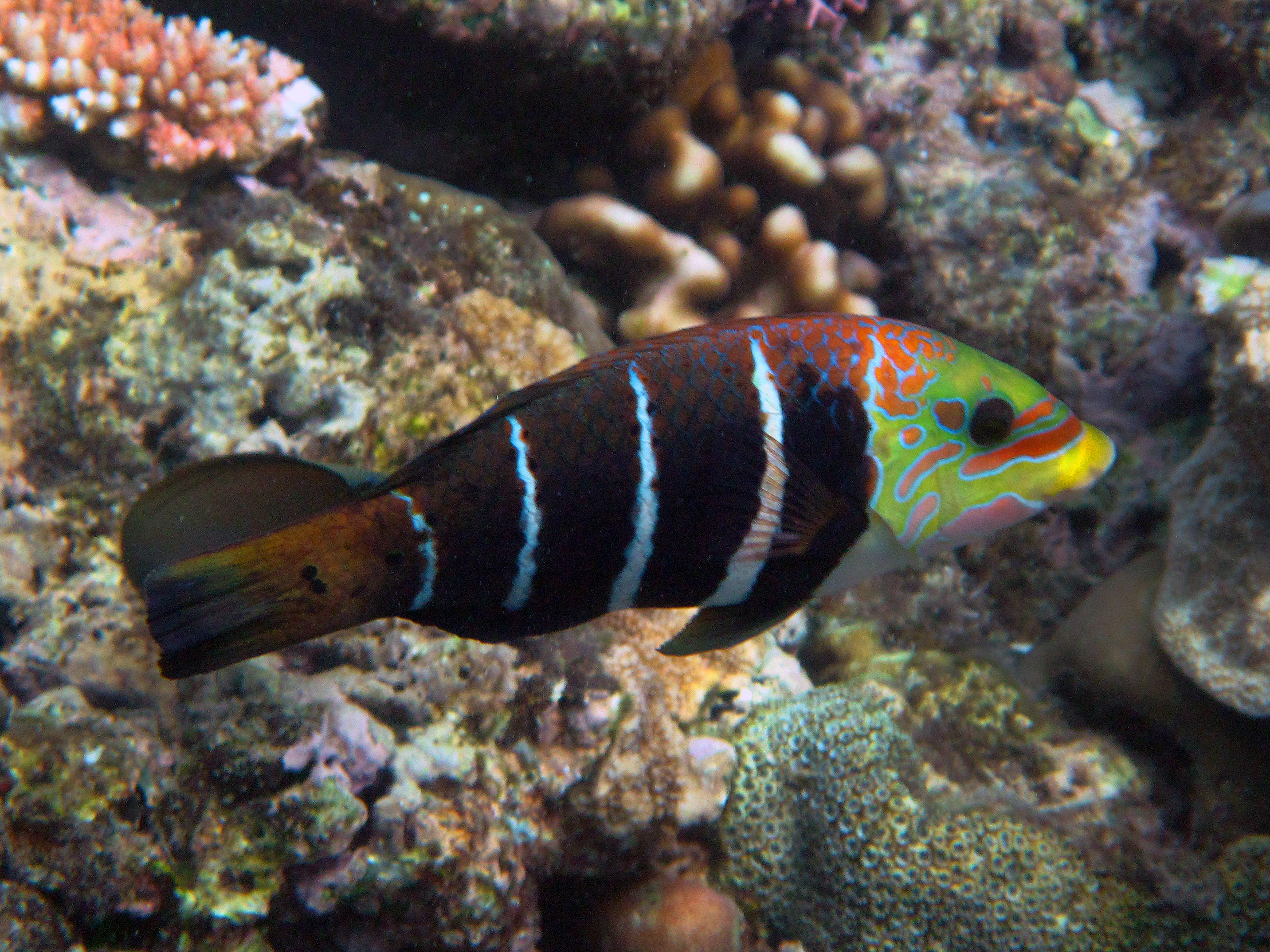 Hemigymnus fasciatus